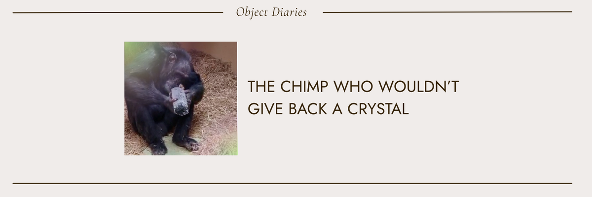 The Chimp Who Wouldn't Give Back a Crystal